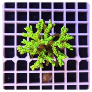 Anacropora sp