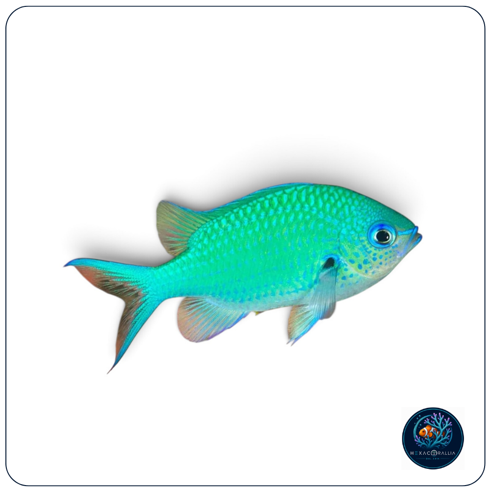 Chromis viridis