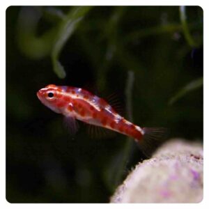 trimma rubromaculatum