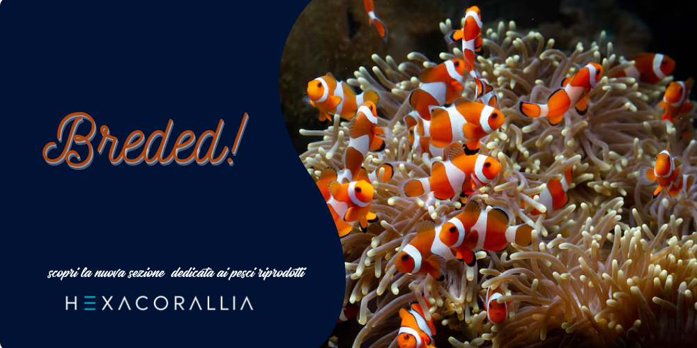Banner Hexacorallia: pesci pagliaccio tank bred (Breded), allevati in cattività