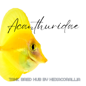 Acanthuridae tank bred