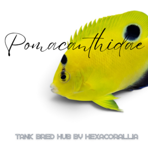 Pomacathidae thank bred