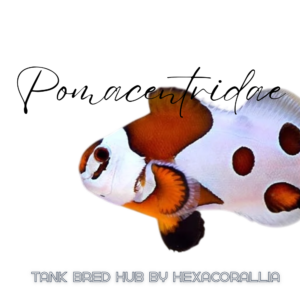 Pomacentridae tank bred
