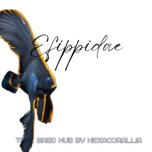 Efippidae Tank bred