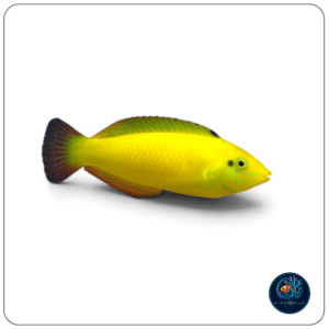 Halichoeres chrysus