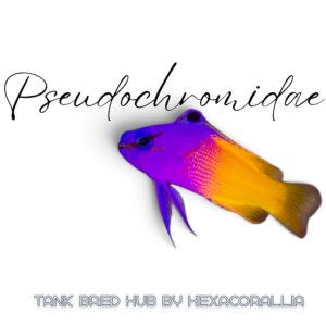Pseudochromidae thank bred