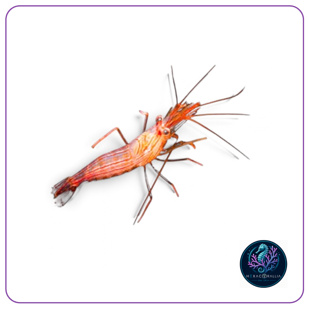 Lysmata wurdemanni