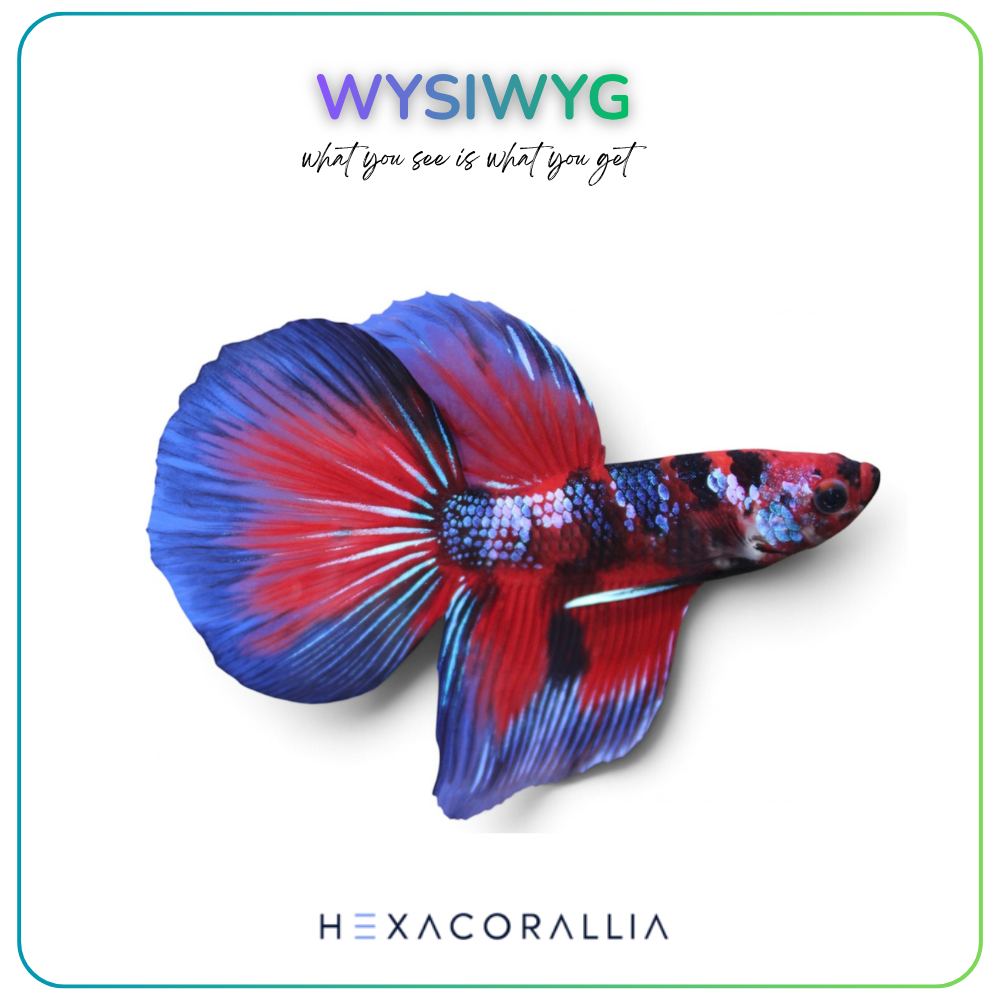 Betta splendens half moon koi