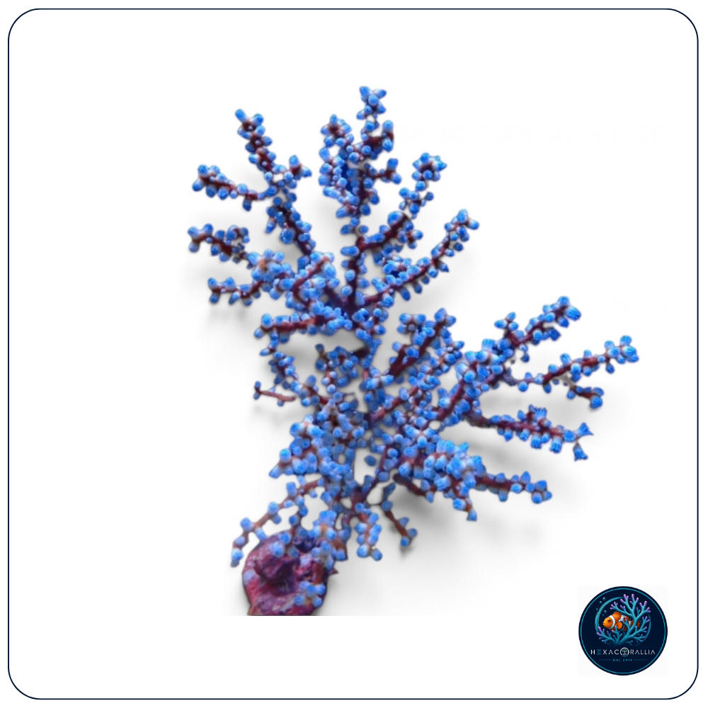 Acalygorgia sp. “Blueberry Gorgonian” 