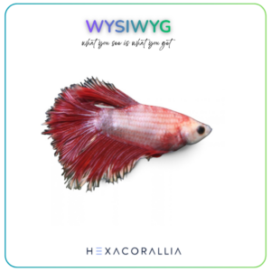 Betta splendens half moon