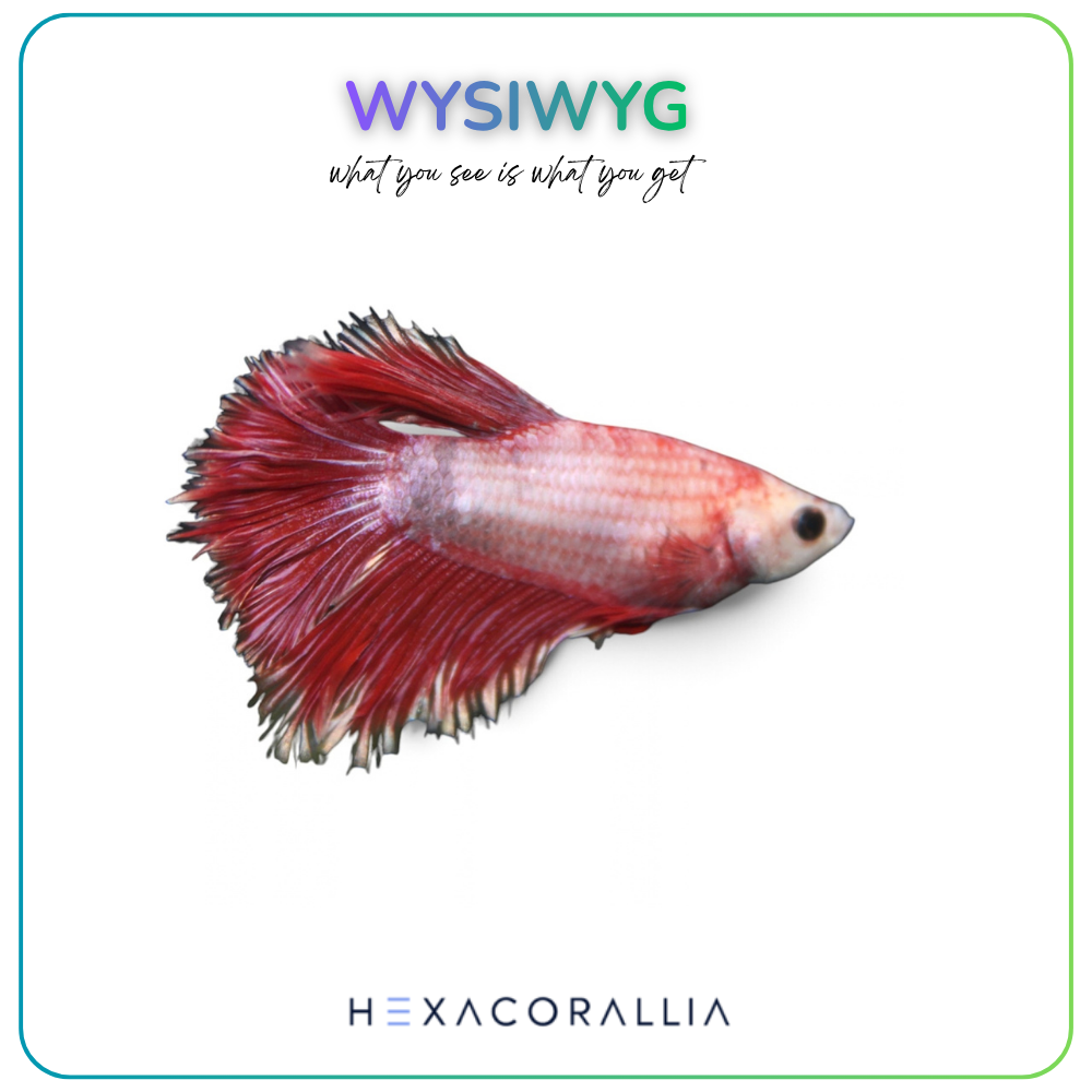 Betta splendens half moon
