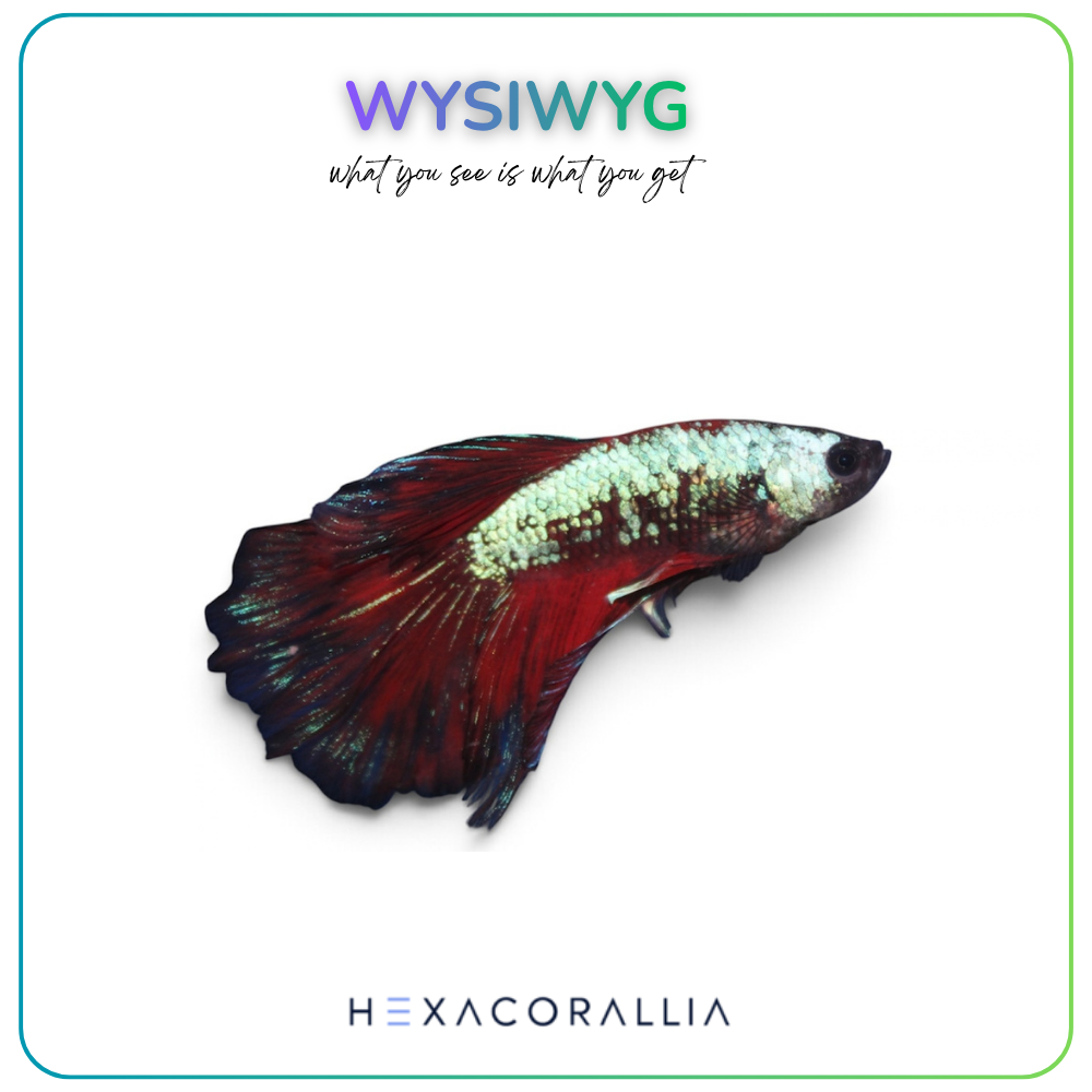 Betta splendens half moon
