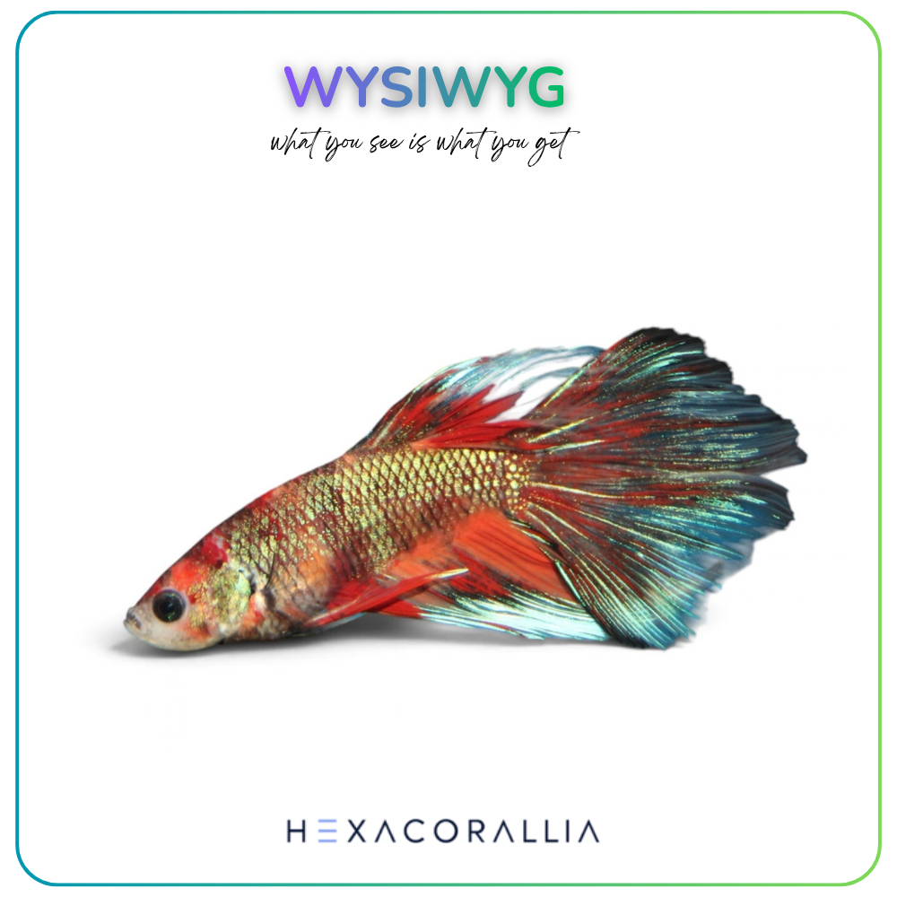Betta splendens half moon