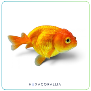 Carassius auratus ranchu
