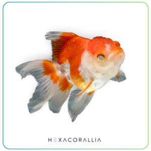 Carassius auratus red & White