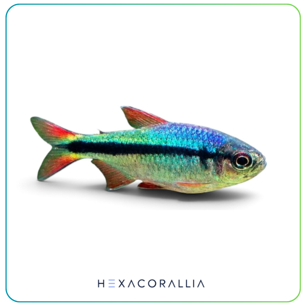 Hyphessobrycon melanostichos